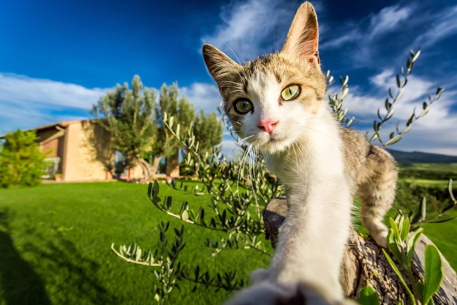 SBC Cat Litter